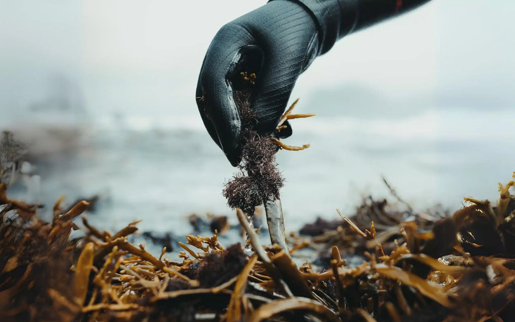 Lofoten Seaweed
