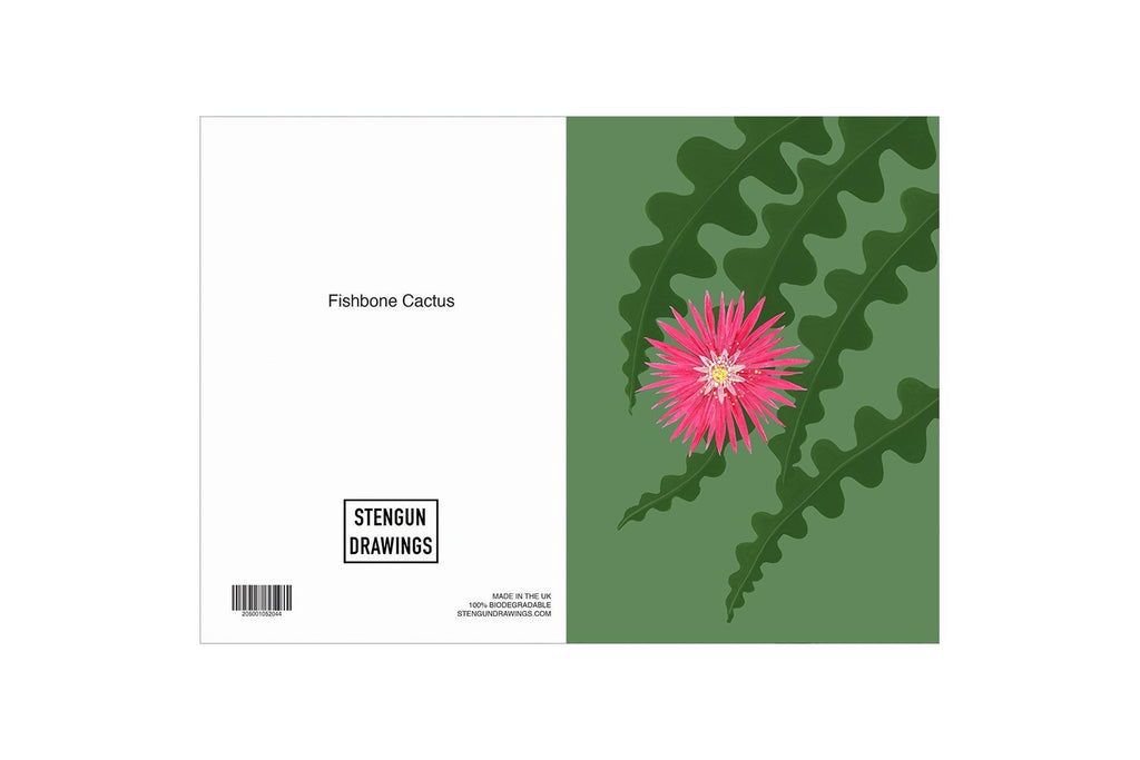 FISHBONE CACTUS - Stengun Drawings - glott.no