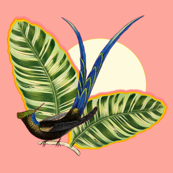 Kunstprint - Pink Hummingbird - 'Alkemest