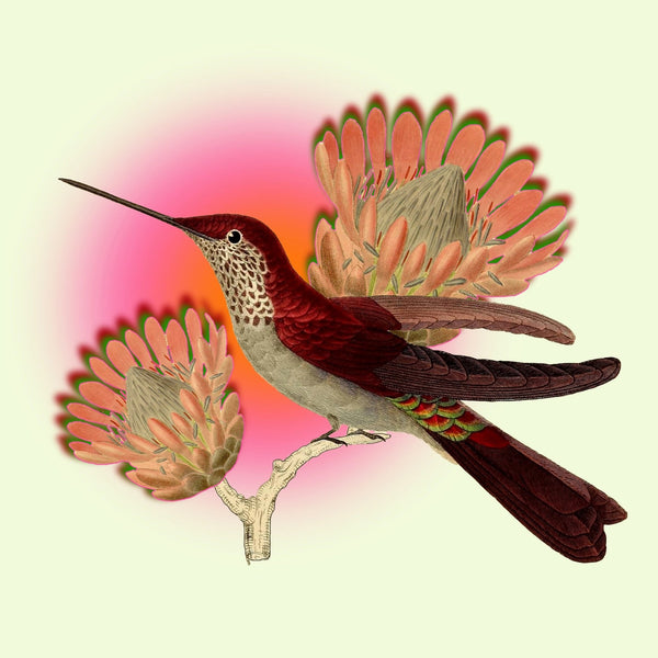 Kunstprint - Red Hummingbird - 'Alkemest