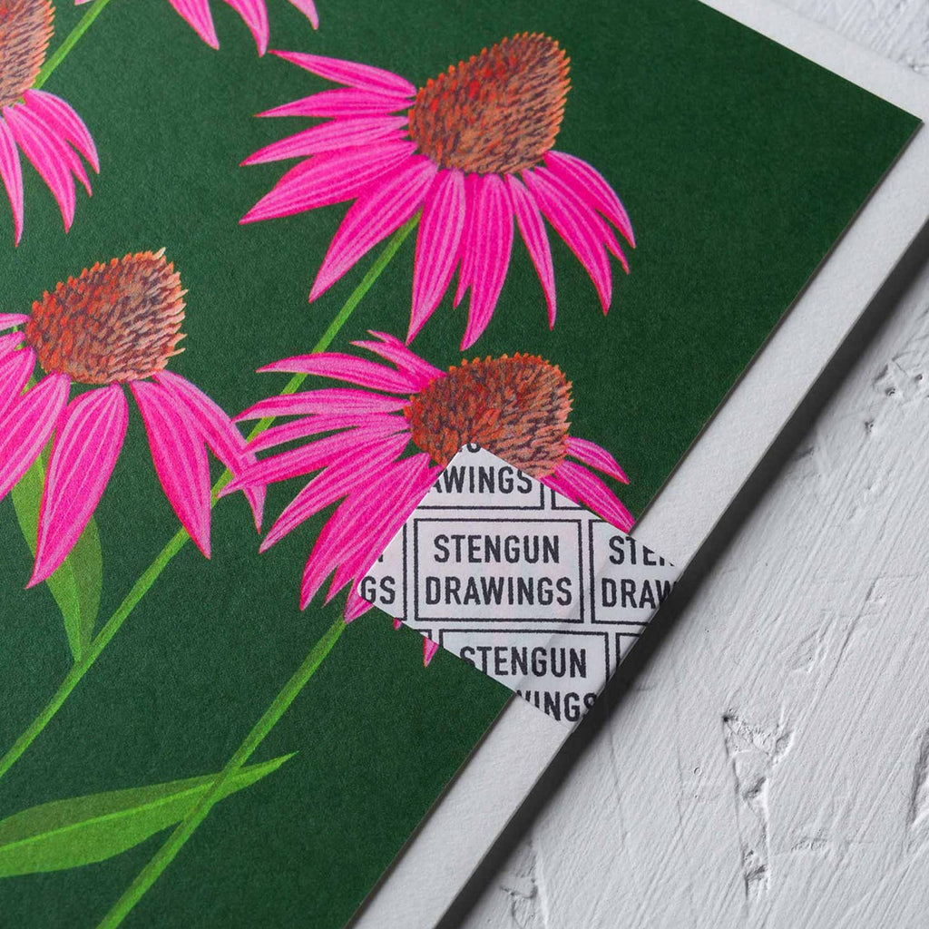 Echinacea - Stengun Drawings - glott.no