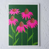 Echinacea - Stengun Drawings - glott.no