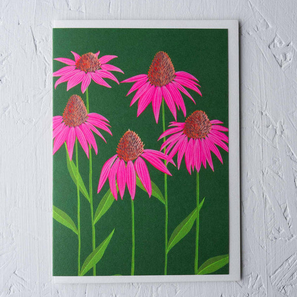 Echinacea - Stengun Drawings - glott.no