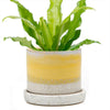 Minute Pot and Saucer Gul Boombastic - Chive - glott.no