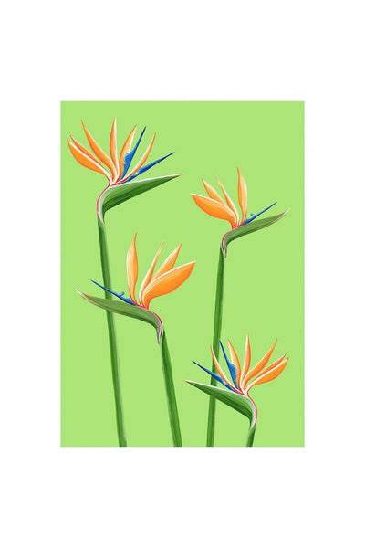 BIRDS OF PARADISE - Stengun Drawings - glott.no