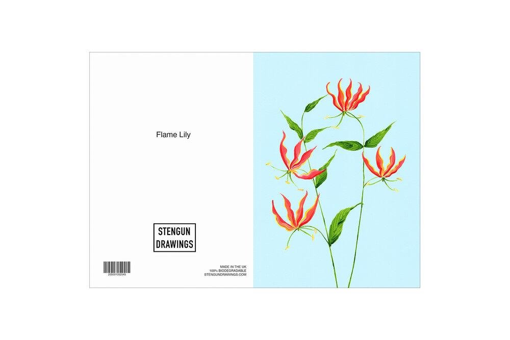 FLAME LILY - Stengun Drawings - glott.no