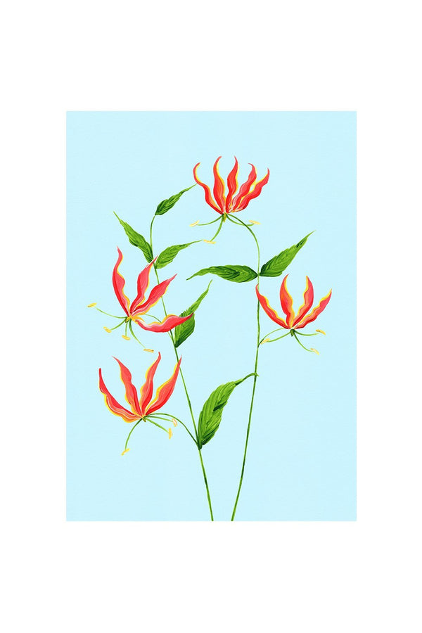 FLAME LILY - Stengun Drawings - glott.no