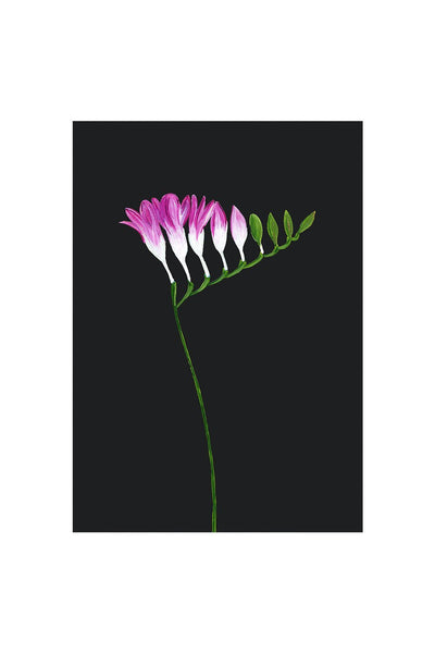 FREESIA ON BLACK - Stengun Drawings - glott.no