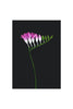 FREESIA ON BLACK - Stengun Drawings - glott.no