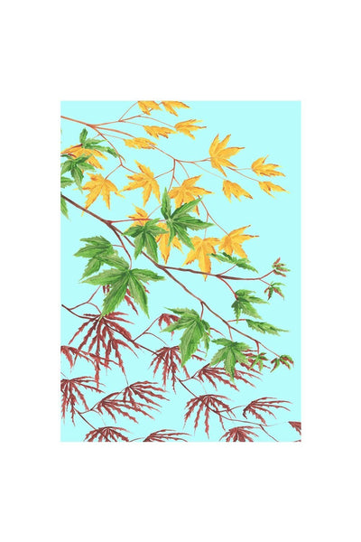 KYOTO GARDEN ACERS - Stengun Drawings - glott.no