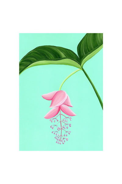 MEDINILLA MAGNIFICA - Stengun Drawings - glott.no