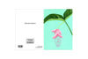 MEDINILLA MAGNIFICA - Stengun Drawings - glott.no