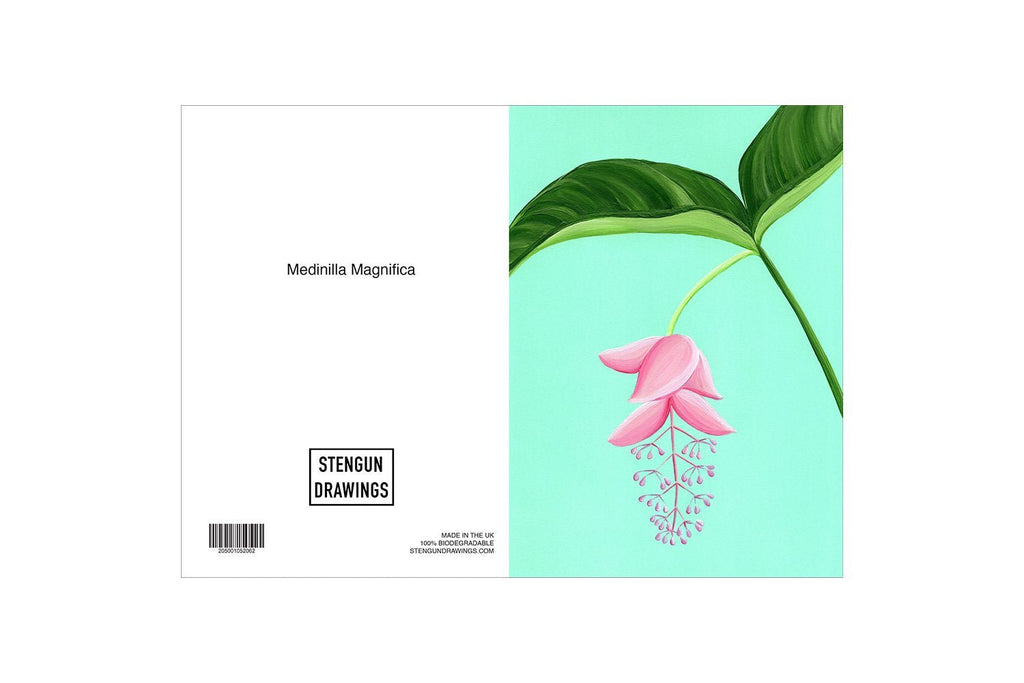 MEDINILLA MAGNIFICA - Stengun Drawings - glott.no