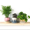Minute Pot and Saucer Gul Boombastic - Chive - glott.no
