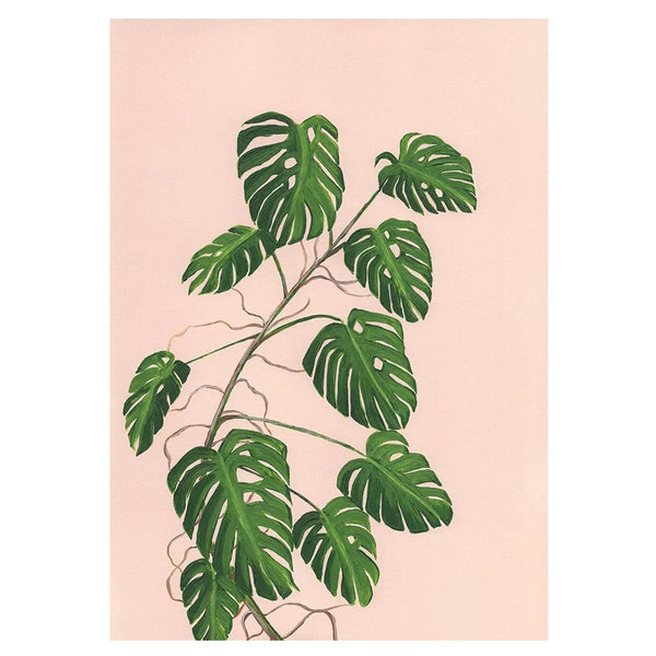 Monstera - Stengun Drawings - glott.no