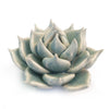 Small Coffee Table Accent Light Blue Succulent - Chive - glott.no