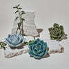 Small Coffee Table Accent Teal Succulent - Chive - glott.no
